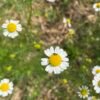 Photo camomille Alcoolature de Camomille