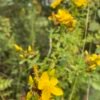 photo Millpertuis Alcoolature Millepertuis