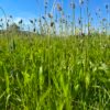 173b3553-2f3d-4068-82bc-8f33a3bbf260 Alcoolature Plantain