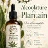ChatGPT Image Plantain 15_09_11 Alcoolature Plantain