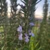 IMG_0155 Alcoolature Romarin officinale