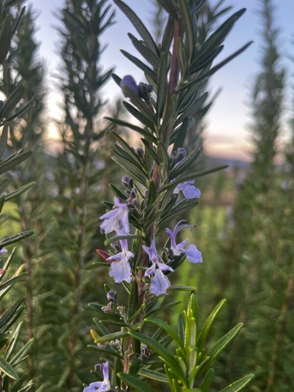 IMG_0155 Alcoolature Romarin officinale