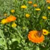 IMG_0625 Baume Soleil