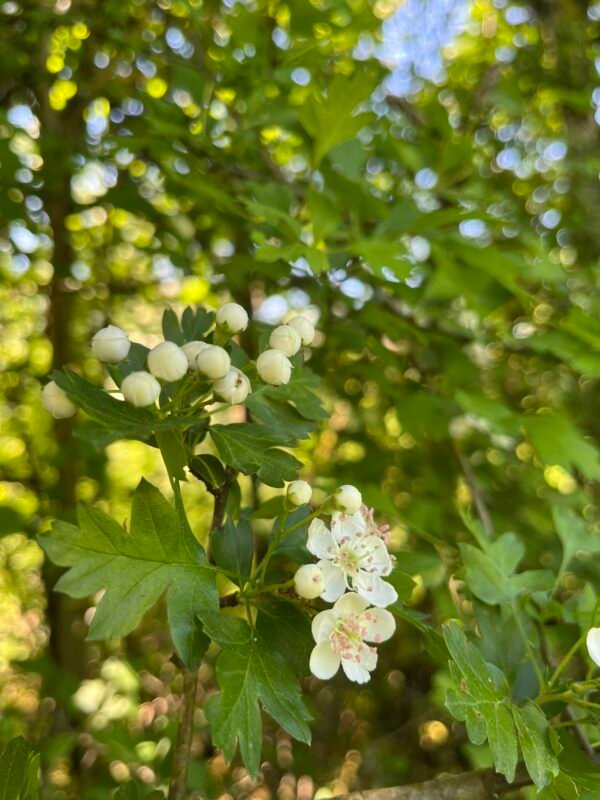 Photo aubépine Alcoolature d'Aubépine
