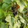a2984bd6-a092-4f89-8d64-f703ea065e85 Alcoolature Cassis