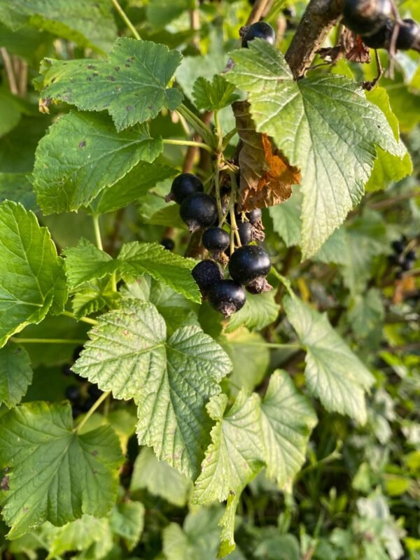 a2984bd6-a092-4f89-8d64-f703ea065e85 Alcoolature Cassis