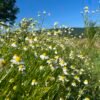 Huile douceur Naturelle