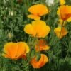 pavot Californie Alcoolature Pavot de Californie