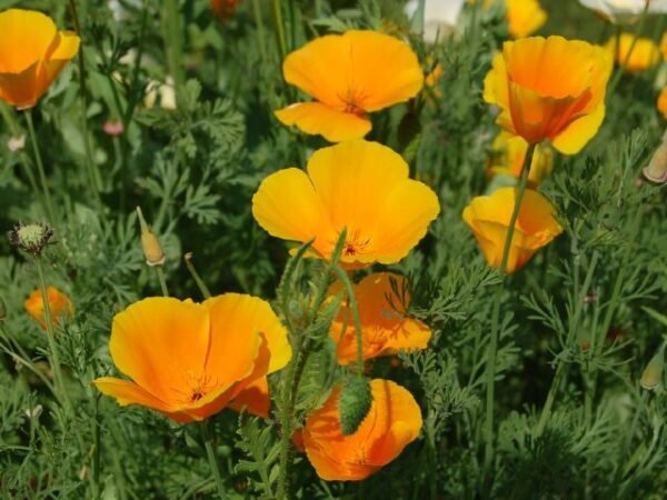 pavot Californie Alcoolature Pavot de Californie
